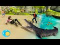Crocodile Simulator Beach Attack: Crocodile Game #1
