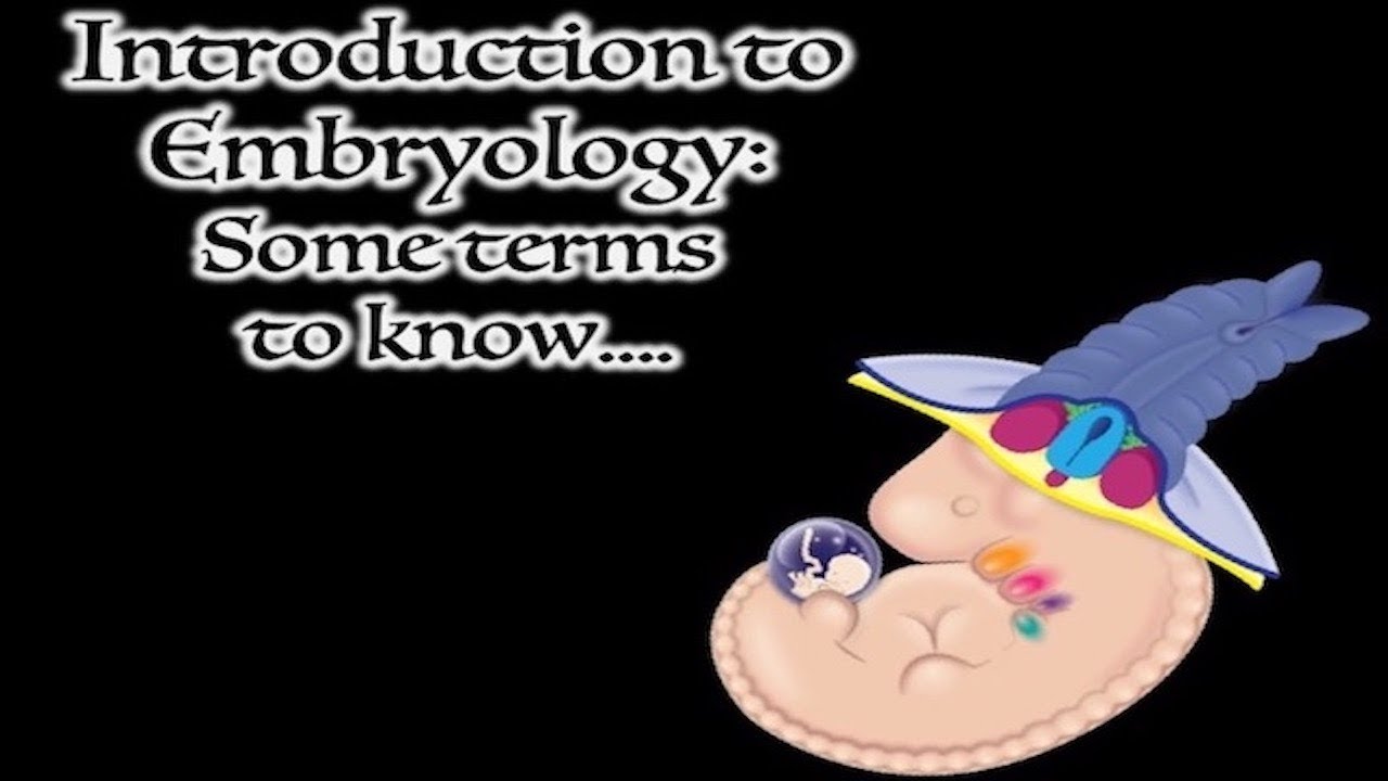 Embryology Terms YouTube
