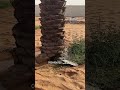 تايمر رين بيرد الامريكي Timer Rain Bird 