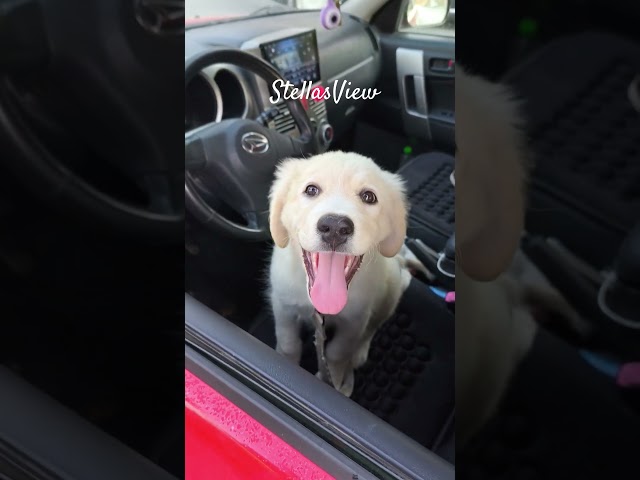 #stellasview #mydog