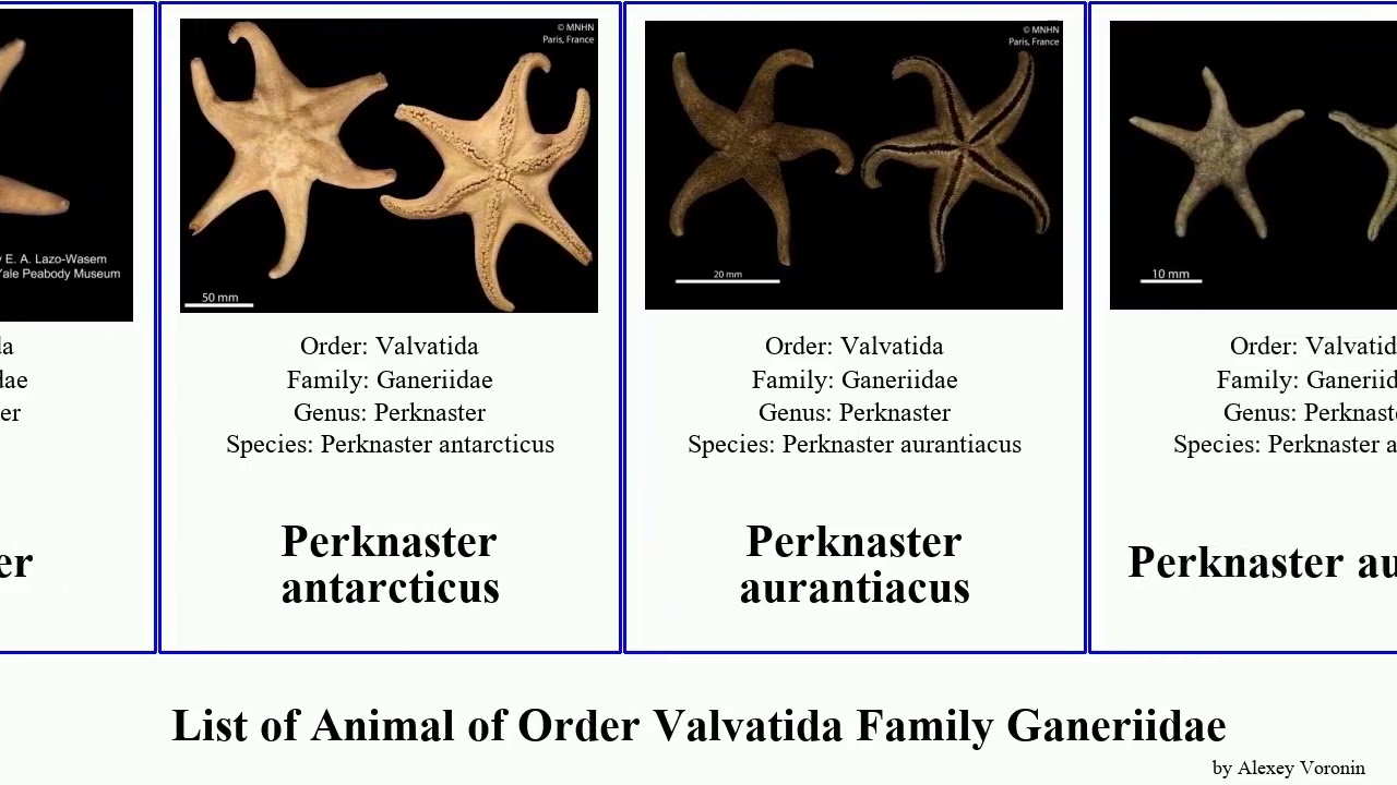 List of Animal of Order Valvatida Family Ganeriidae perknaster aurorae verrucosa aurantiacus Mini