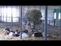 Молочная няня: как в Харьковской области выкармливают телят - 16.07.2021