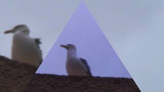 Интеллигентные сороки и другие птицы Марокко, Аnimals,Tiere Интеллигентные сороки и другие птицы Марокко, Аnimals,Tiere