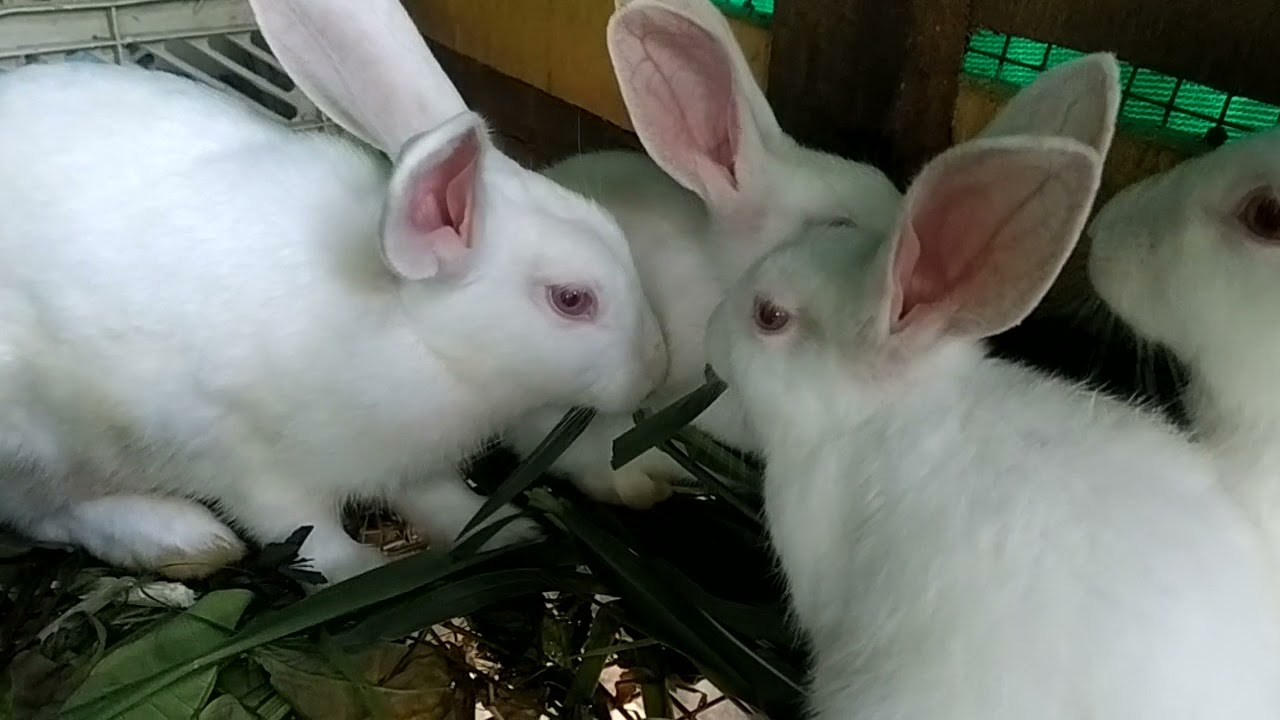 Rabbit eating CO3 Grass LemonGrass theettapullu YouTube