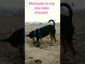 Black cute dog shoets short ind kids yt kids content super