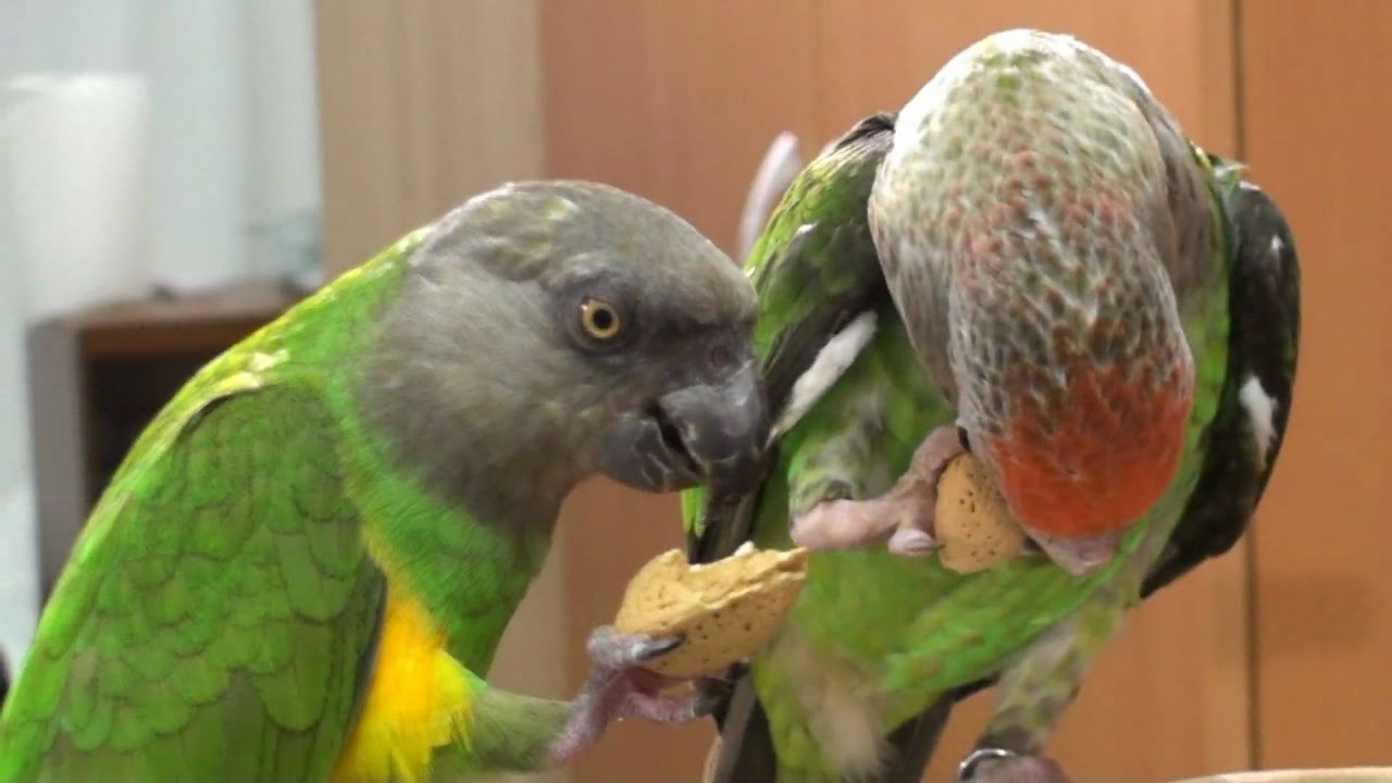 Truman Cape Parrot - Kili Senegal Parrot - Enjoy Almond Together 