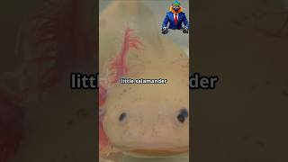 Axolotls: The Secret to Human Limb Regrowth?