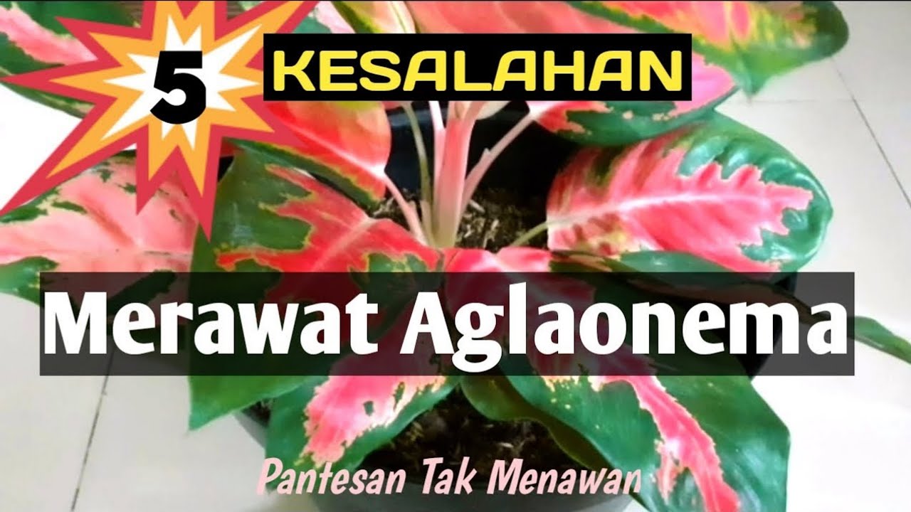 5 Kesalahan Merawat Aglaonema yang Perlu Anda Hindari Agar Tumbuh Subur dan Menawan