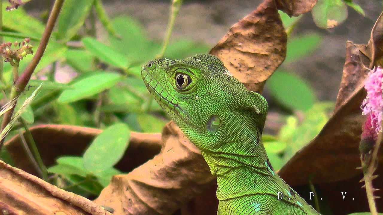 Jesus Christus Echse in Costa Rica 2. Teil - Panasonic HC-V757 - YouTube