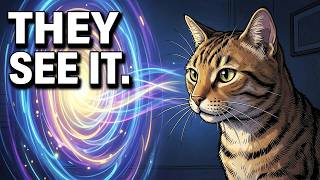 11 Strange Things ONLY Cats Can See and Hear That You CAN'T !