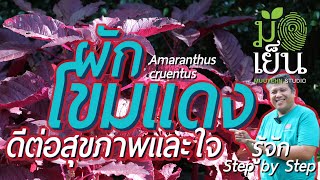 ผักโขมแดง ใบแดงสด ดีต่อสุขภาพและใจ Amaranthus cruentus