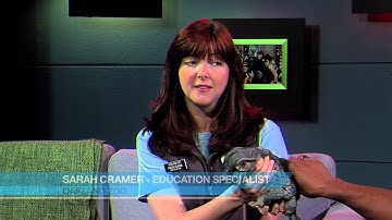 Oakland Zoo on KOFY TV, Featuring a Chinchilla