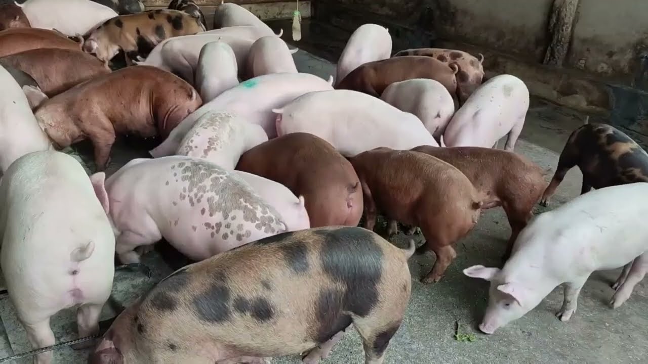 INGIZA MAMILIONI KWA KUNENEPESHA NGURUWE PART 1/EARN TANZANIA MILLIONS FOR FATTENING PIGS PART 1