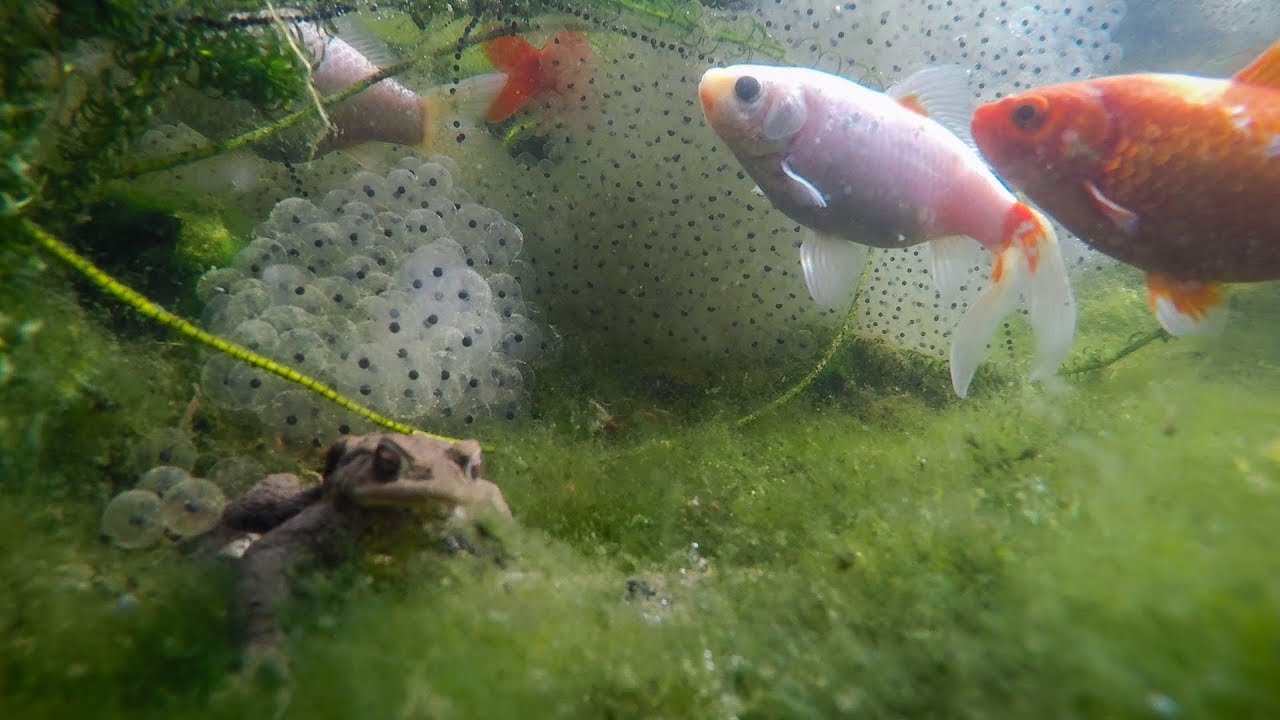 Pond Life Springtime In A British Pond YouTube