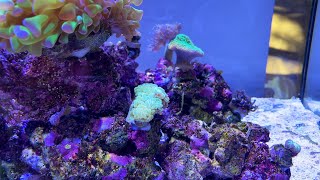 Can I save this Hammer Coral?