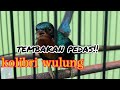 Kolibri wulung gacor nembak full isian Cocok buat Masteran dan Pancingan bunyi...
