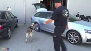 Drug Detection Dogs in Action / Drogkereső kutyák akcióban