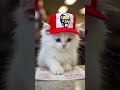 what would you like to order today? #cat #kitten #funny  #viralvideo  #ai