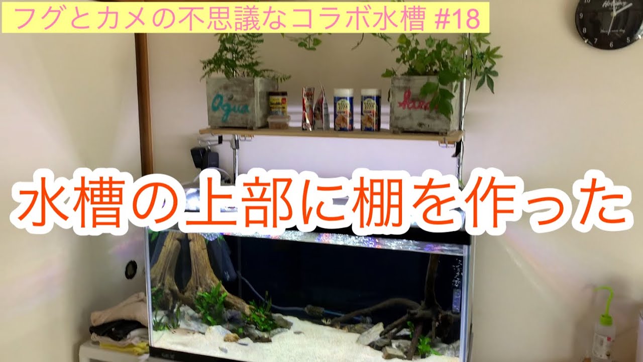 水槽の上部に棚を作った フグとカメの不思議なコラボ水槽 18 Youtube 水槽の上部に棚を作った フグとカメの不思議なコラボ水槽 18 Youtube