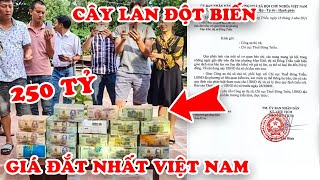 7 Cây Lan Đột Biến Có Giá Điên Rồ Đắt Đỏ Nhất Việt Nam