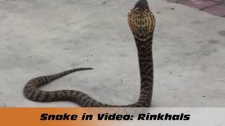 Celebrity Snake Bite Awareness Wealth