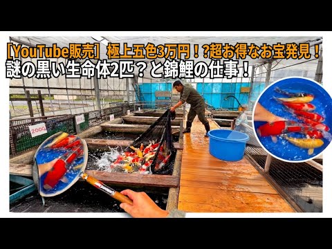 A Day in the Life of an Idle Koi Dealer and Selling Nishikigoi on YouTube #Goshiki #YamabukiOgon