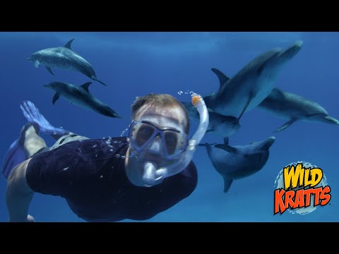 Swimming with Dolphins! | Wild Kratts \