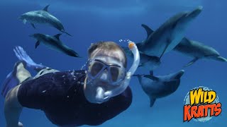 Swimming with Dolphins! | Wild Kratts 'Speaking Dolphinese'