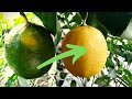 Dont miss out the fascinating stages of lemon peel degreening