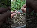 Gerak Dasar Bonsai Informal Sancang #bonsai #bonsaitree