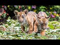 Live: Cute South China #Tiger cubs turn one month old – Ep. 11