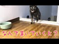 ロフトに必ずついてくる猫がかわいいとです