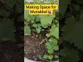 Tips for healthy plants🌱🍇#shorts #youtubeshorts #garden #gardening