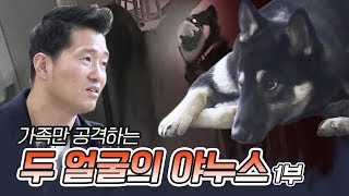 Two-faced Janus Jindo-dog Chilbok Part 1 that only attacks the family.｜The aggression of my dog