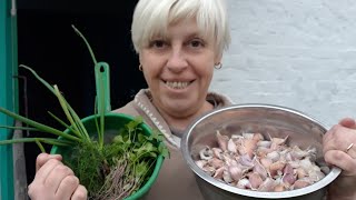 картинка: Разбираю посылки, сажаю чеснок и лук кущовку 21 октября