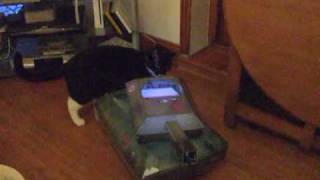 Cat Vs Cat-in-a-tank (Cat Playhouse)