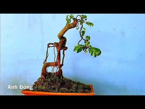 Video Tạo dáng cây khế bonsai chân dài trên chậu cạn - youtube