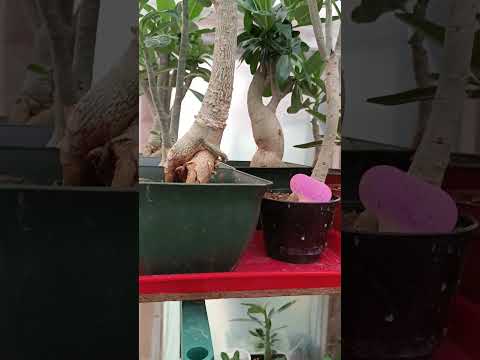 Adenium Obesum -pustinjska