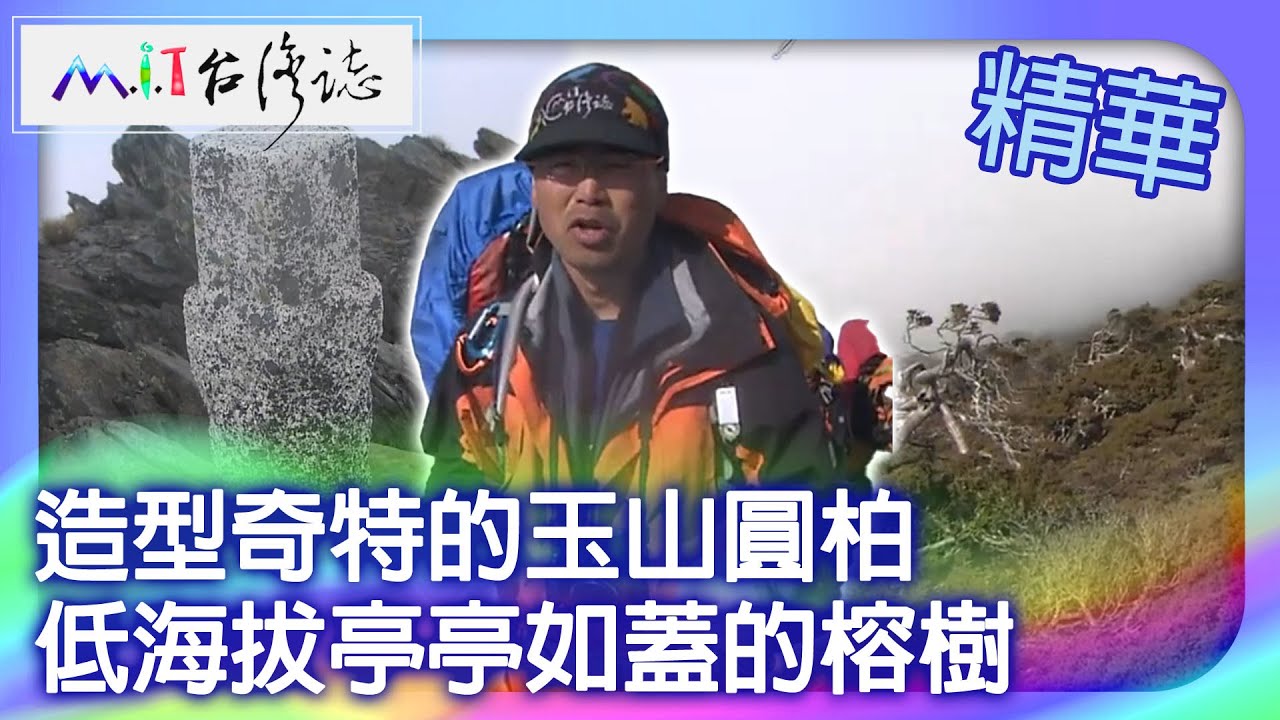 造型奇特的玉山圓柏　低海拔亭亭如蓋的榕樹｜南投縣 麥覺明【 ‪‪‪‪ ‪‪‪‪‪‪‪‪‪‪‪‪‪‪‪‪‪‪‪‪‪‪‪‪‪‪‪‪ ‪‪‪@ctvmit  595集】