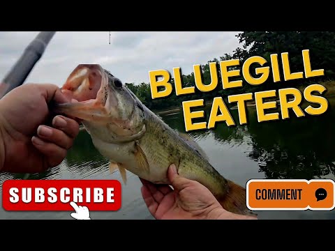 The Berkley Gilly for  BIG Bluegill eaters!!!