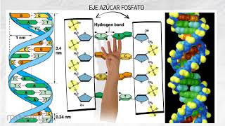 RESUMEN ESTRUCTURA Y FUNCIÓN DEL ADN