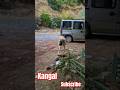 Dog_kangal😱😱#subscribe #pleasesupport #большая
