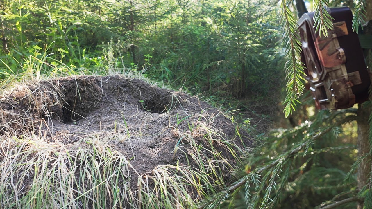 Нашел в лесу необычный ХОЛМ и оставил Фотоловушку! Вот что было дальше.