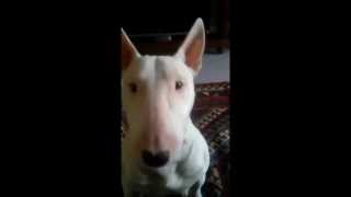 Mini Bull Terrier Arthur Eats Biscuits