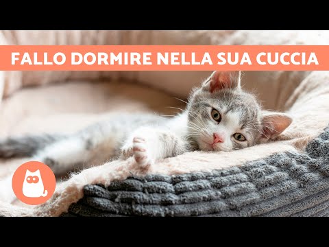 Video: Come possiamo far dormire il nostro gatto di notte?