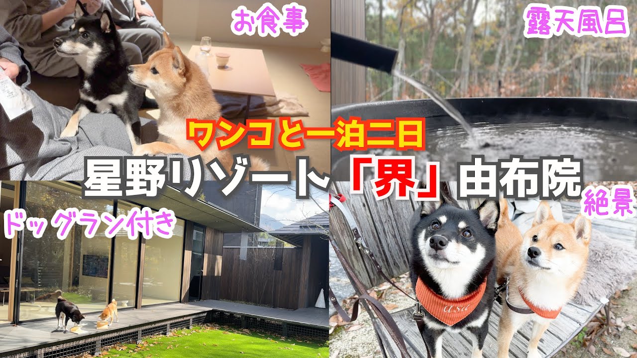 【最高】露天風呂付きドッグランに感動の豆柴姉妹!!