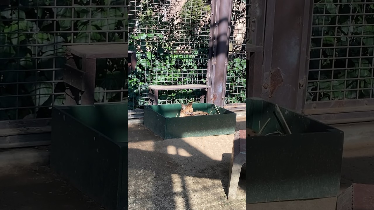 箱の中で毛づくろいするサーバルキャット とべ動物園 Serval grooming