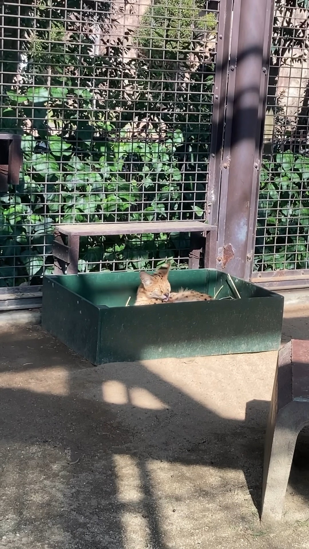 箱の中で毛づくろいするサーバルキャット とべ動物園 Serval grooming