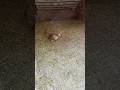 Hen Just Laid an Egg! Listen to This Sound#hen #eggs #shorts #youtubeshorts
