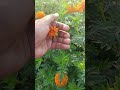 #trending #songstatus #beuty of nature#youtubeshorts#videos#flowers#shortvideo#